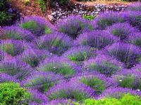 Hiking through lavander fields
