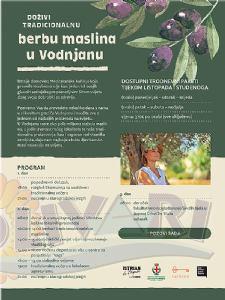 Berba maslina u Vodnjanu