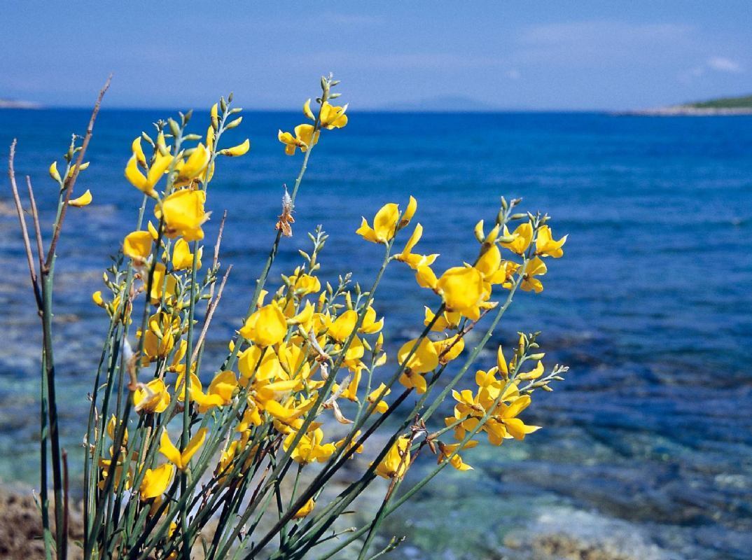 Dalmatien - Wander-Blüten auf der Lavendelinsel