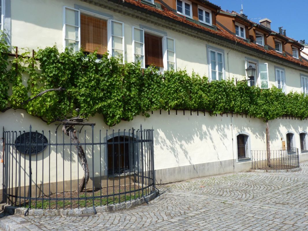 Maribor