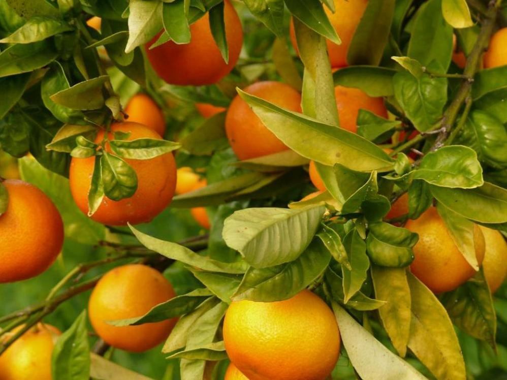 Tangerine harvest