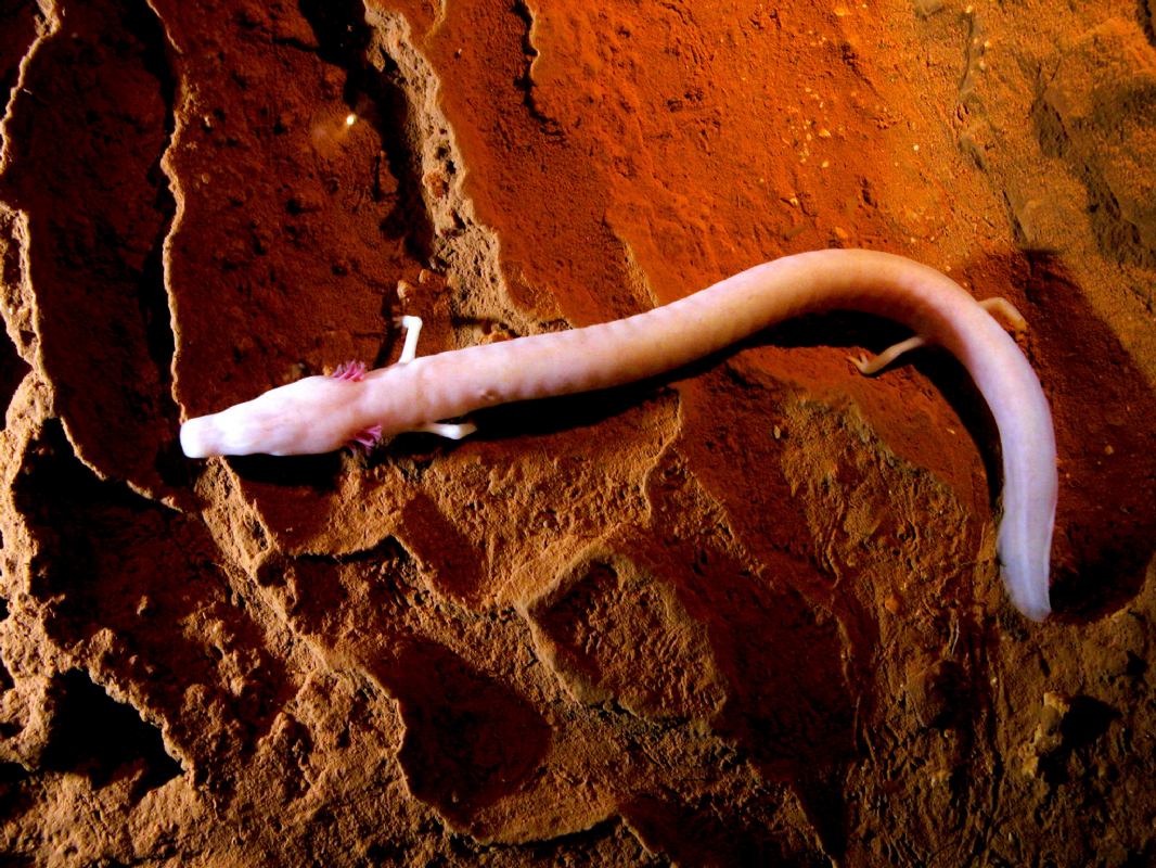 Höhle Baredine