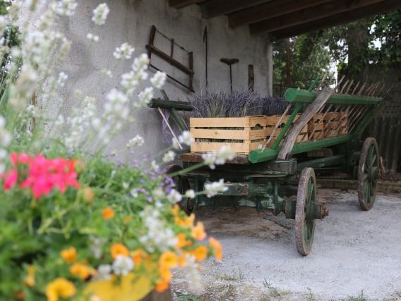 Lavendelblütenfest in Istrien