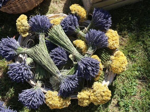 Lavendelblütenfest in Istrien