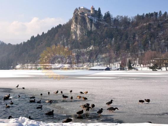 Očaravajuće Bledsko jezero u lipnju