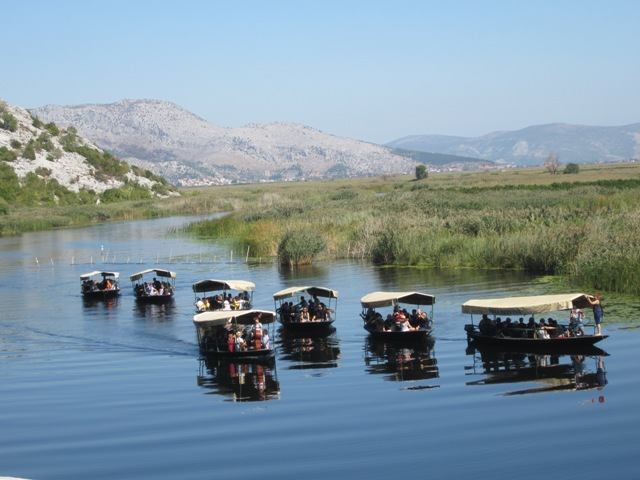 Mandarineblüten im Neretva Delta<br>