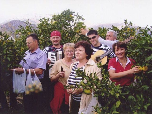 Mandarineblüten im Neretva Delta<br>