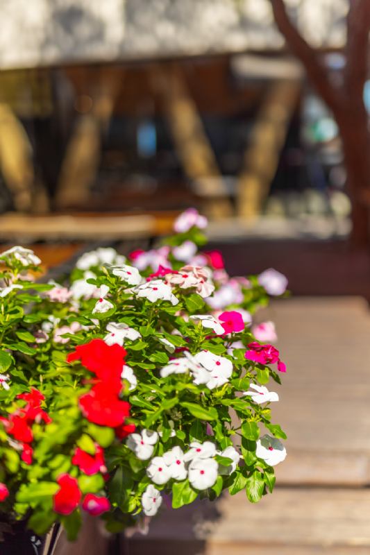 Appartamento Oleander Isola di Krk Malinska